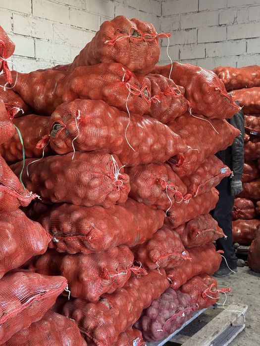 Продаем картофель 65 тенге семена