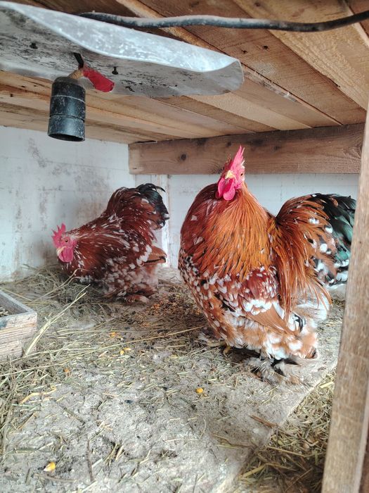 Găini cochinchina pitic