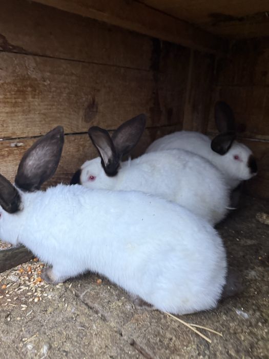 Vând iepuri uriași de Transilvania