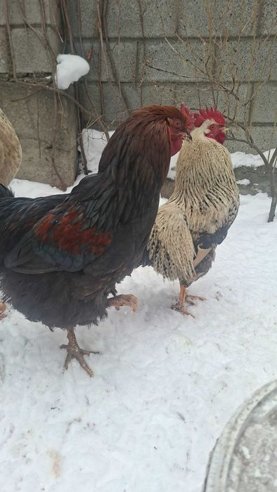 Продам петухов молодых