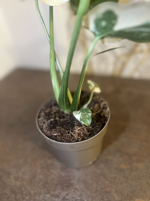 Monstera Thai Constellation 44 cm