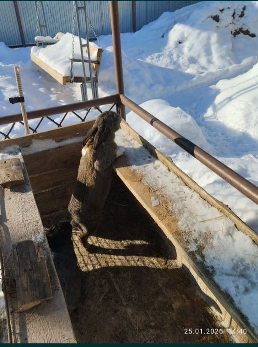 Кролик,2 самка самец