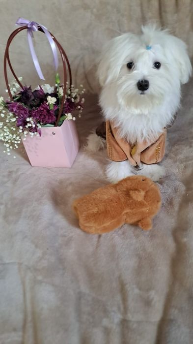 Милашки щенки мальтеза