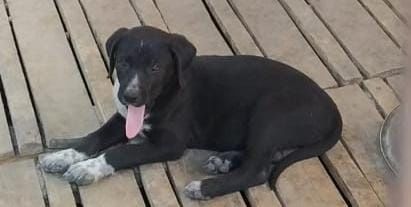 Собака - верный друг