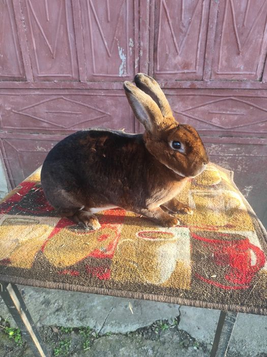 Rex Albastru și Rex Castor