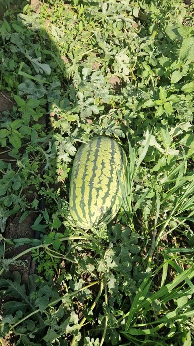 Продам арбузы спелые