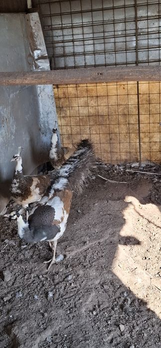 Păuni maturi și Tineret mai multe varietăți de culoare.