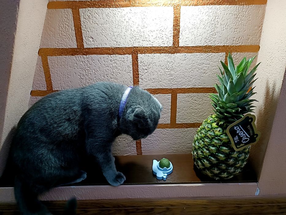 Britanskiy mushuk sotiladi