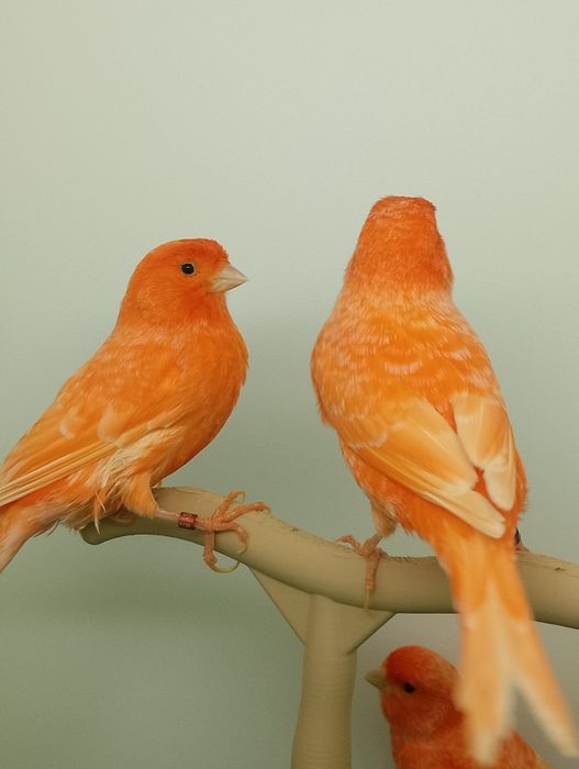 Canari și colivii
