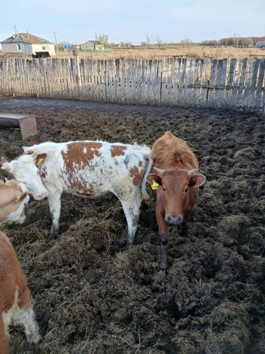 Продам тёлок годовалых