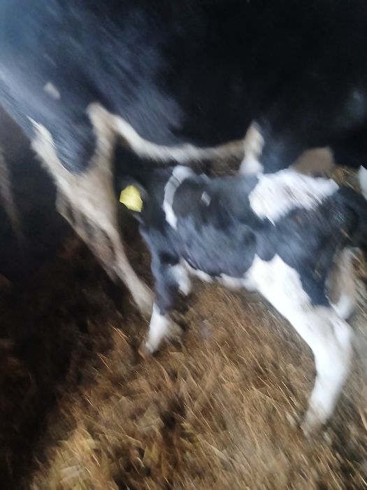 Vand un tauras sugar