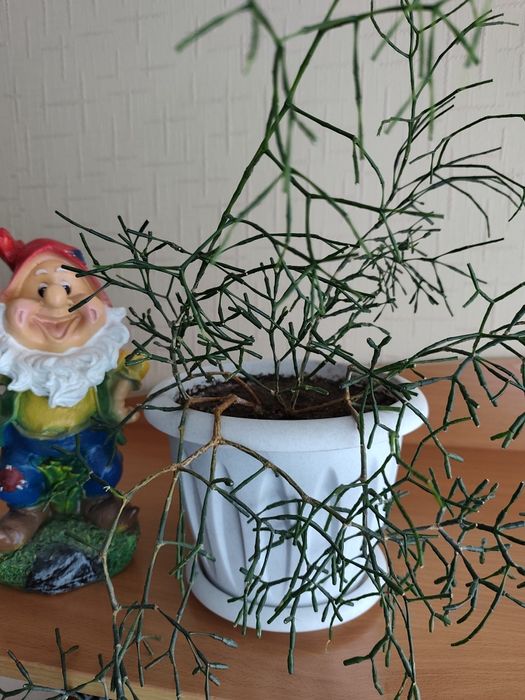 Продам цветок суккулент