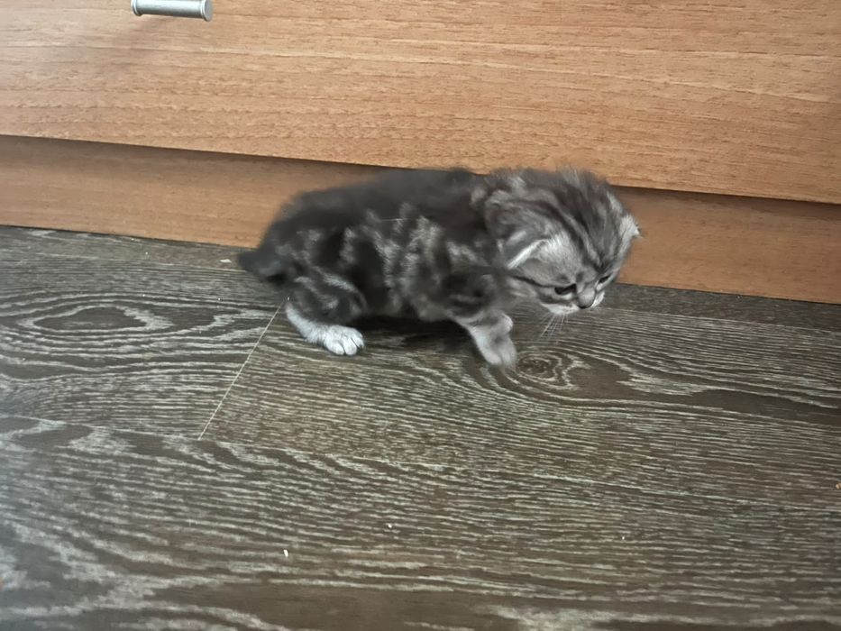 Шотландские котята