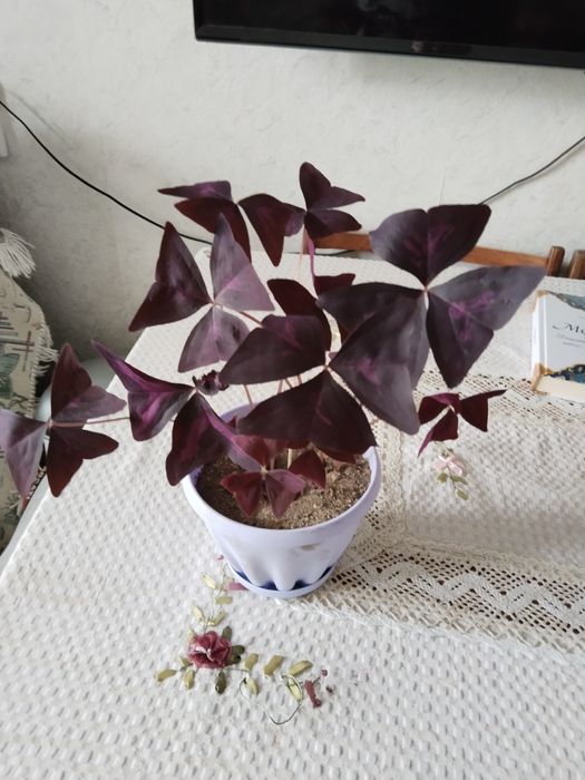 Кислица оксалис бабочка