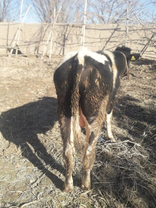 Katta xorozlar bittasini sikadi