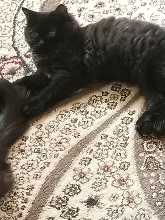 Котик четырех месяцев