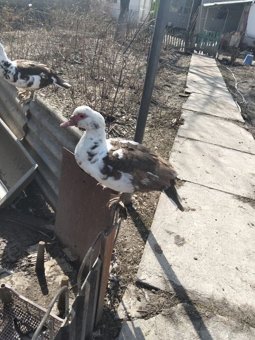 Утки шипуны самки и самцы