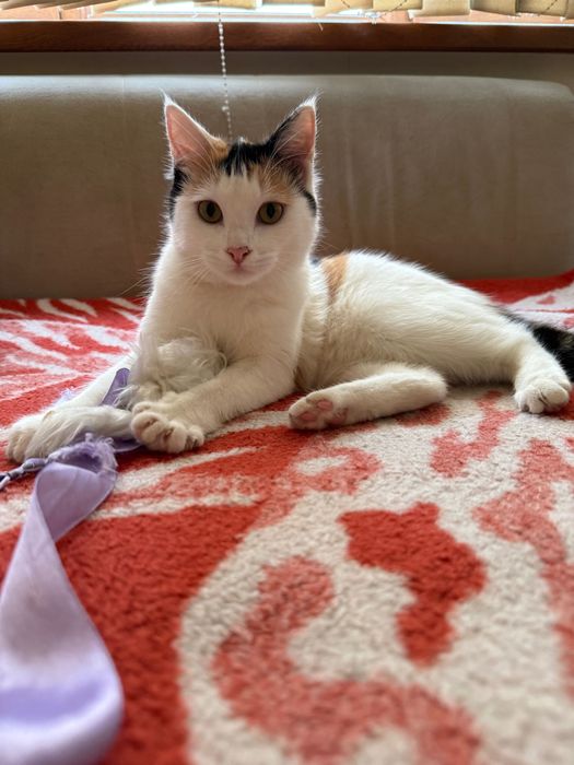 Пристраиваю малейшую кошечку