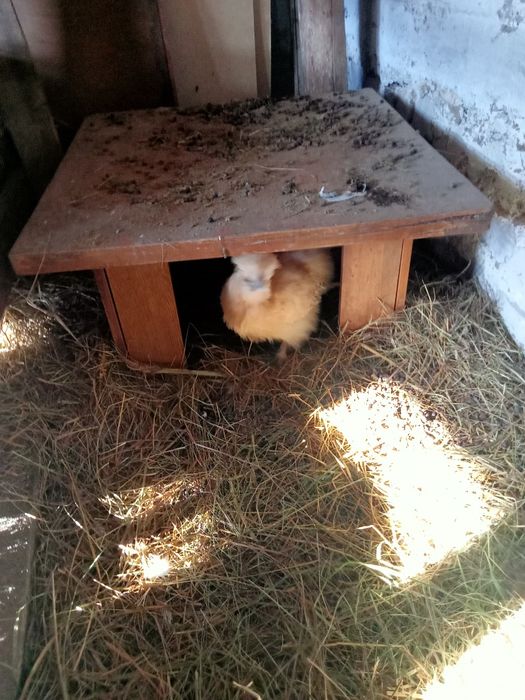 Петухи китайские