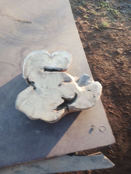 Оливерник от акация