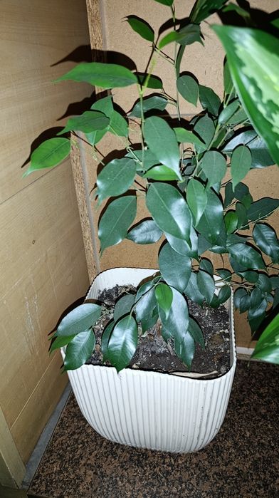 Комнатные цветы фикусы