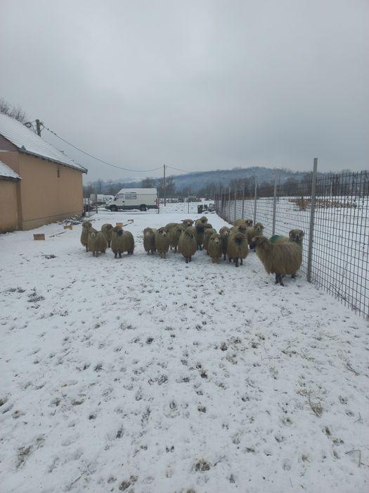 Oi îngrijite de vânzare