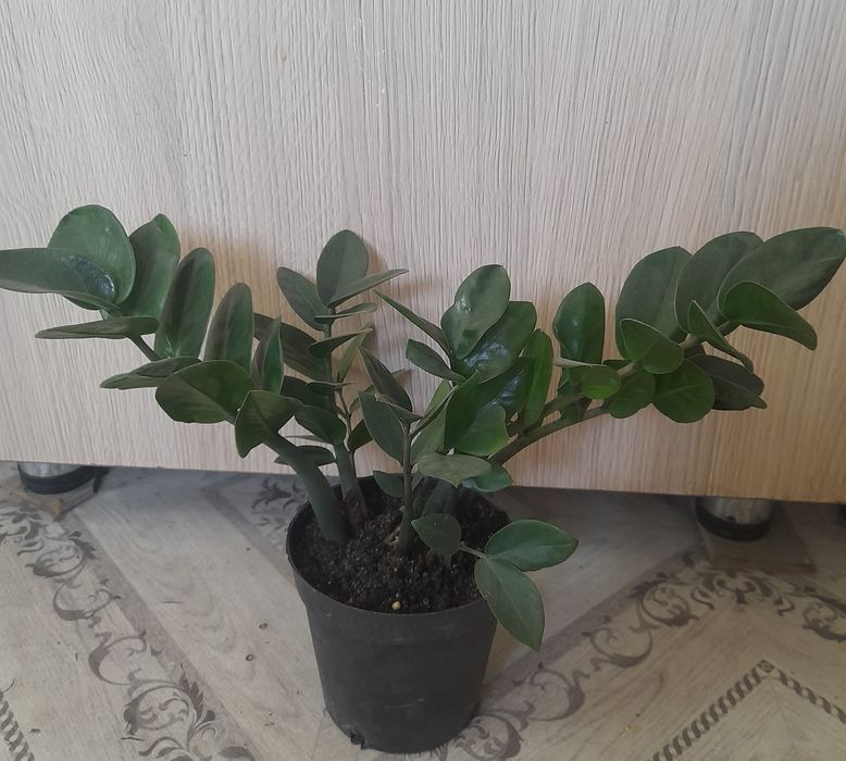 Долларовый цветок
