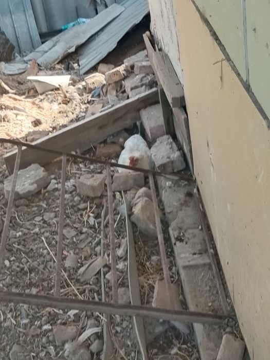Продам курицу насадку
