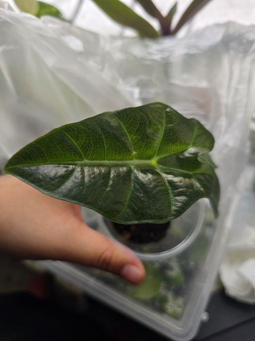 Детки алоказий Полли и Драгон скейл