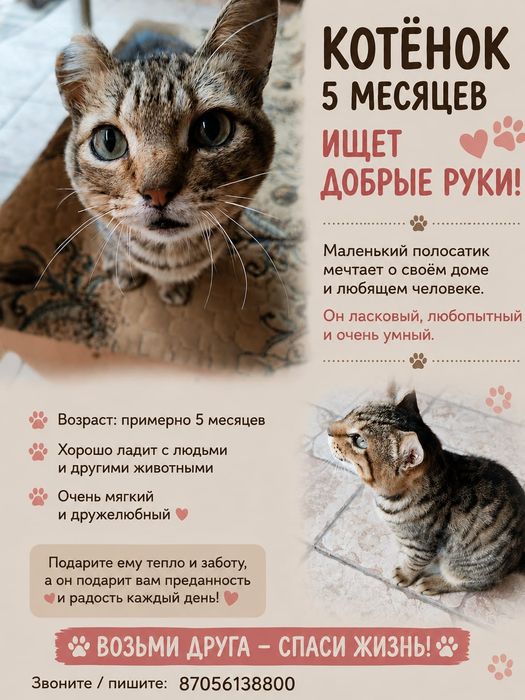 Котенок в добрые руки
