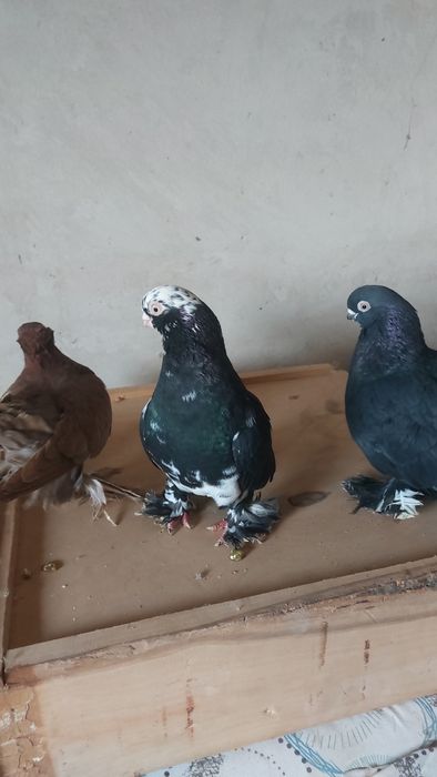 Кептер. Голуби. Красный. Соч. Белый.