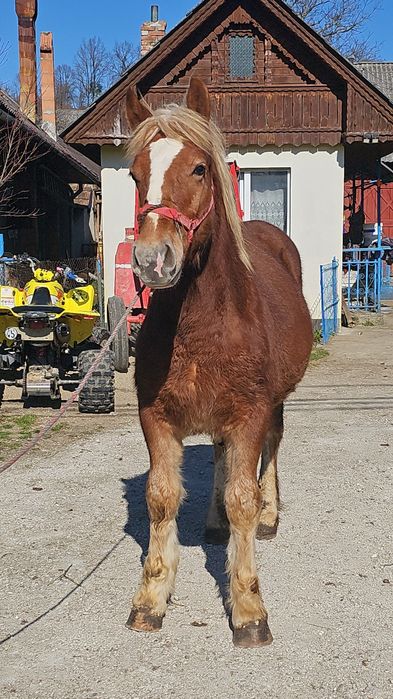 Vând mânz de 9 luni mai multe detalii în privat!