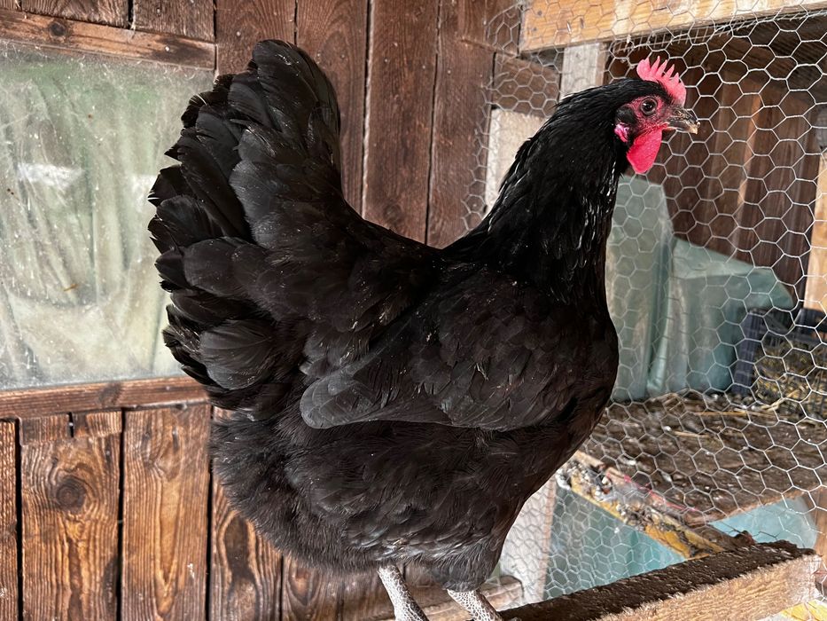 Oua gaini incubat Australorp negru si albastru - Trimit prin curier