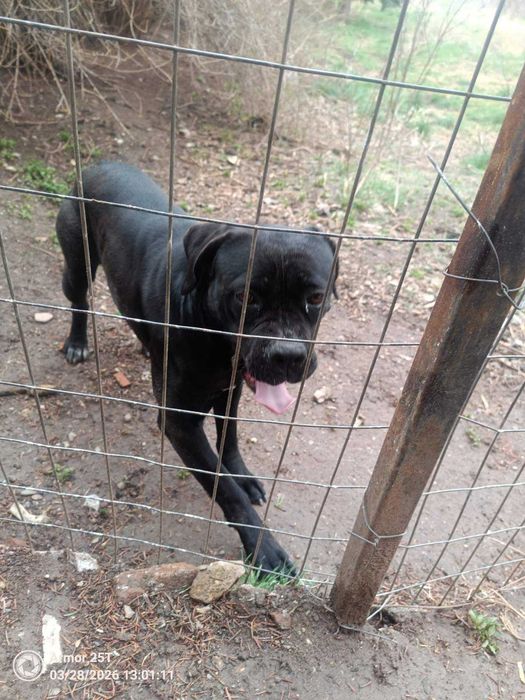 Спешно: Кане корсо търси дом