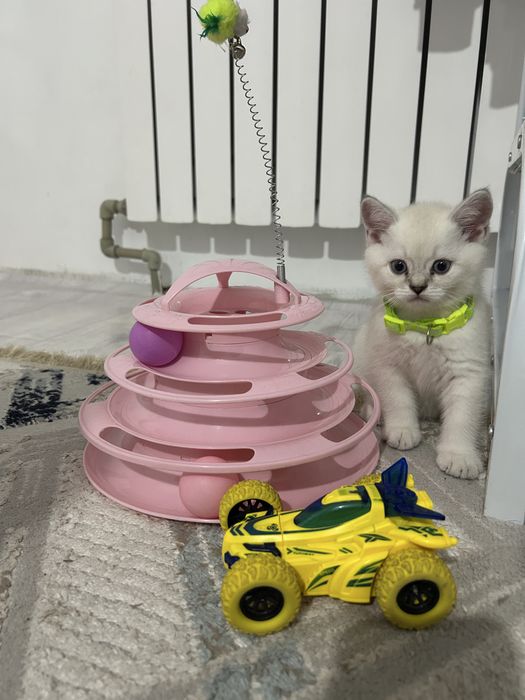 Британские котята