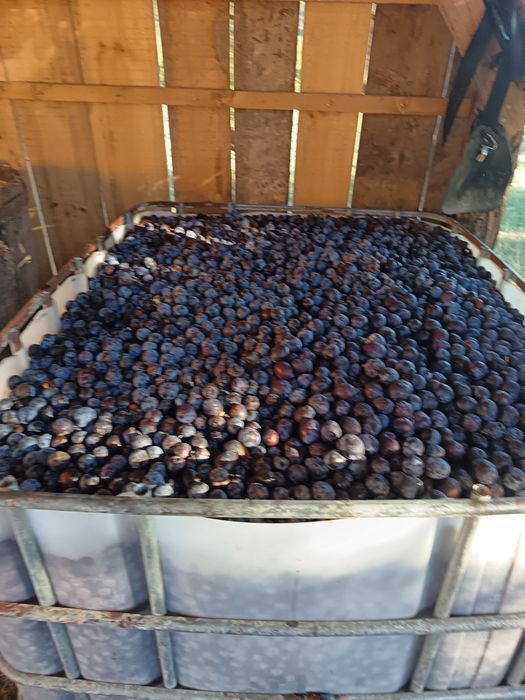 Prune de vânzare