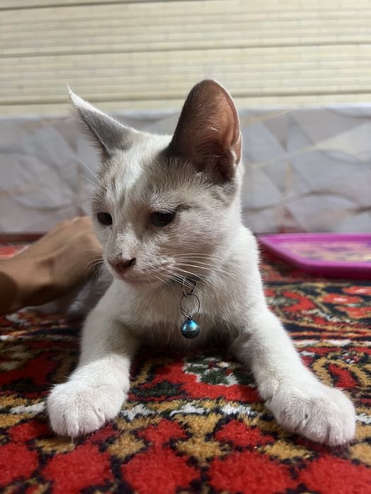 Продается кошка сиамский/тайский метис