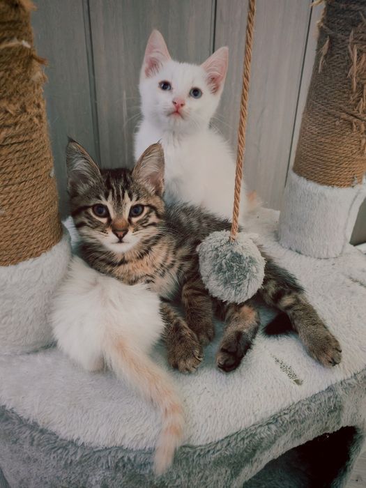 Котята сибирские