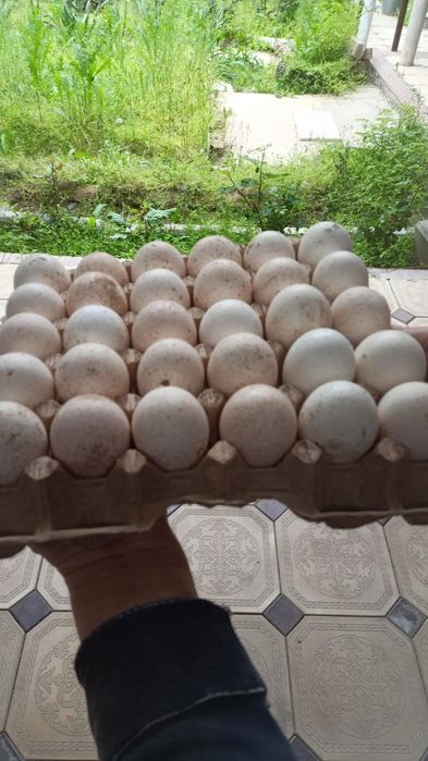 ИНДЮШИНЫЕ яйца 800тг