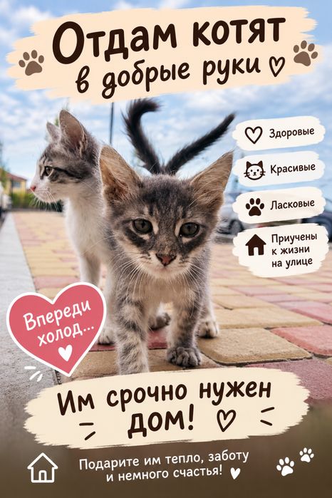 Котята, кот , кошка