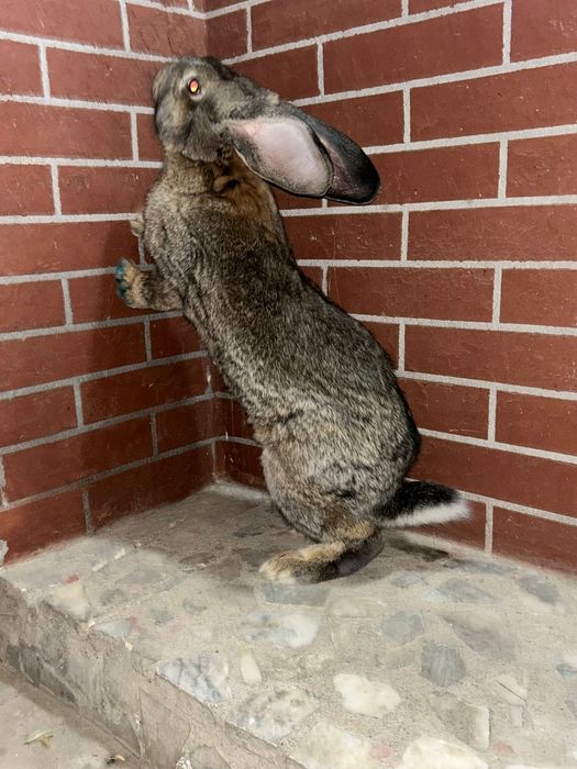 Продам крола Фландер.