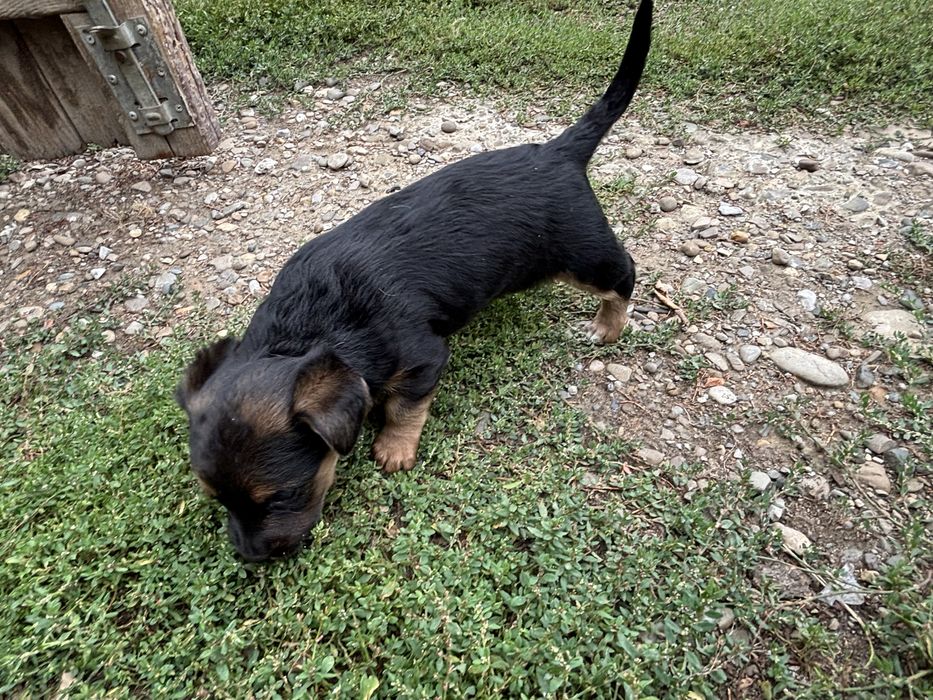 Donez 3 puiuți de câine