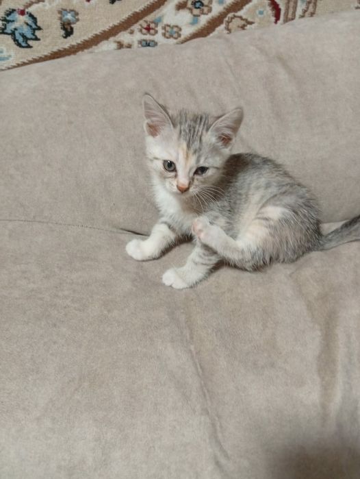 Котята ищут добрые ручки