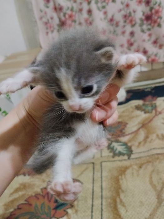 Отдам котят в хорошие руки