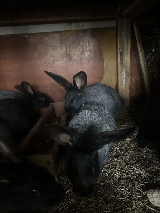 Продам кроликов разных возрастов