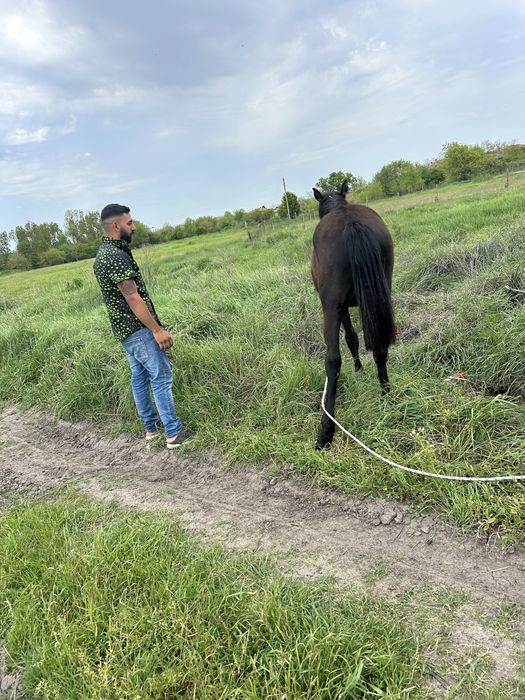 Женски кон ………..