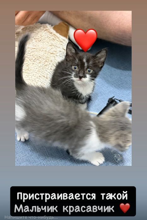 Котята в добрые руки!