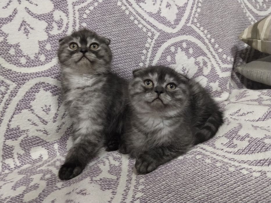 Motanel scottish fold