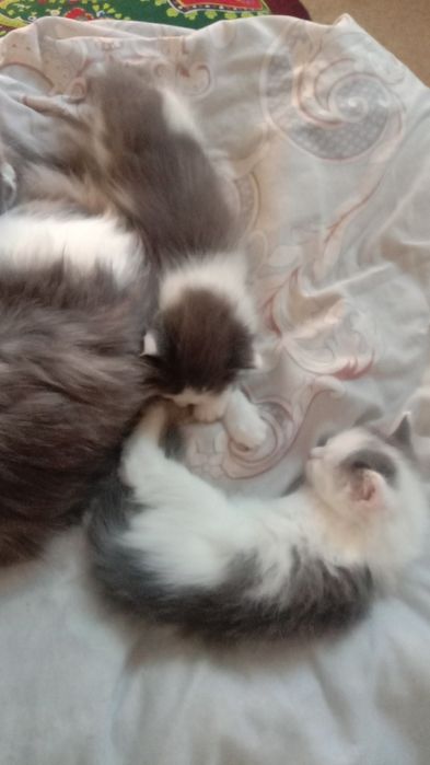 Отдам добрые руки котенка