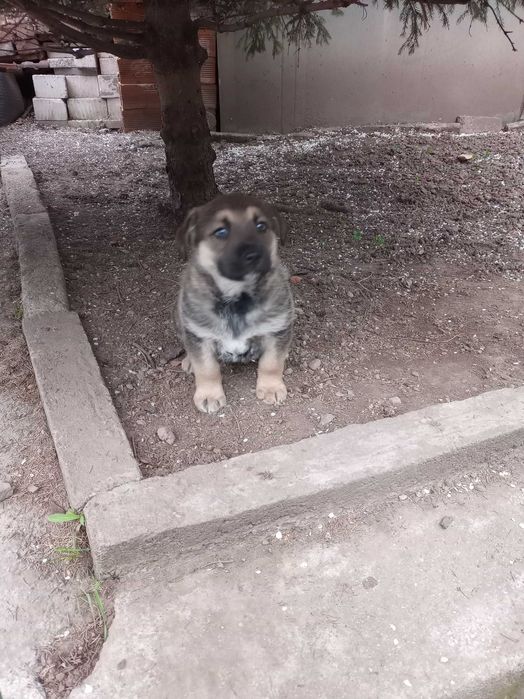 Кученце мъжко на един несец